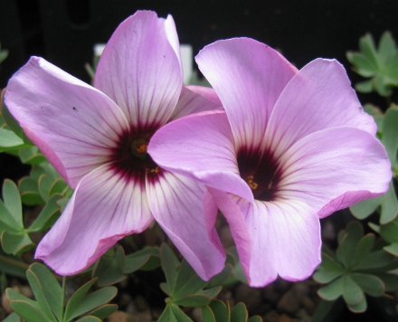 Oxalis Dark Eye
